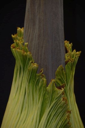 巨花魔芋長大過程