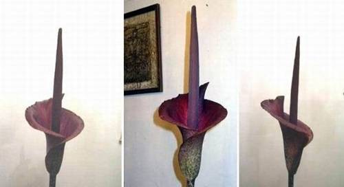 巨花魔芋開起花還蠻漂亮的