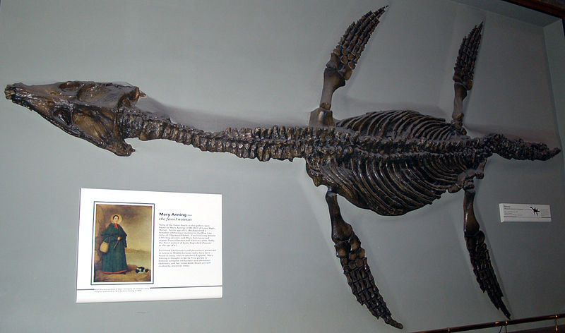 Mary Anning 瑪麗·安寧 英國早期古生物學家215歲誕辰紀念